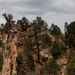 Many Trees