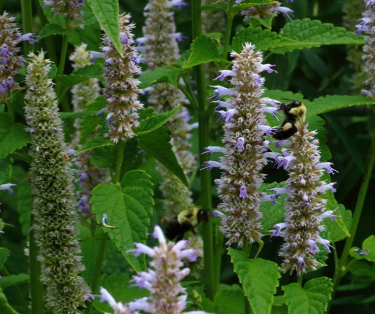 Capitol Bees