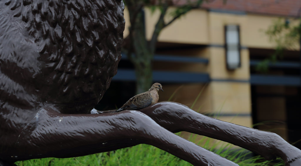 Perched on a Deer