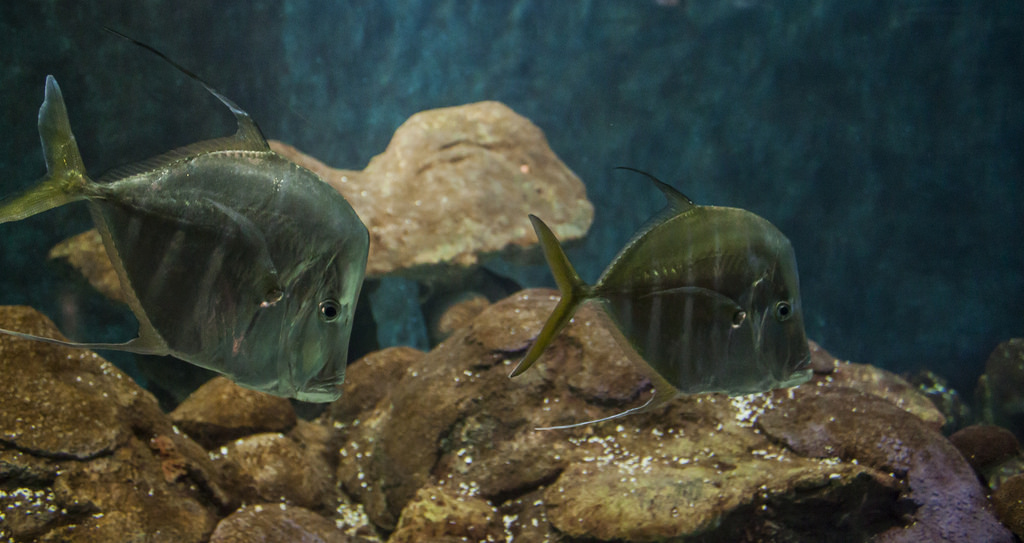 Weird Fish