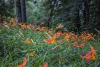 Wild Flowers