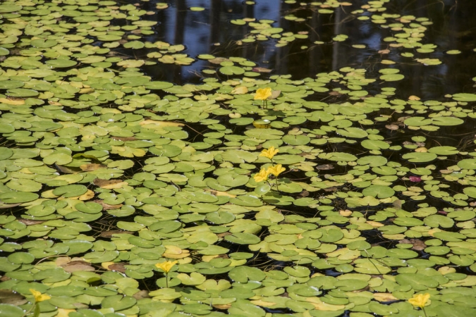 Water Lilies