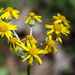 Little Yellow Flowers