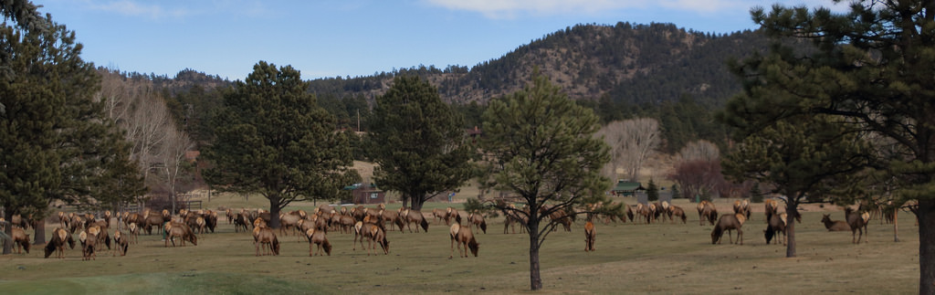 Elk