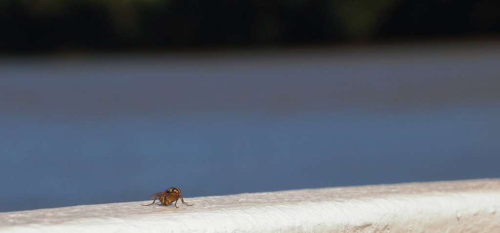Hitching a Ride