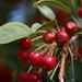 Bright Red Berries