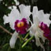 Cattleya