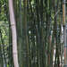 Dying Bamboo