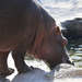 Thirsty Thirsty Hippo