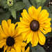 Black-Eyed Susan