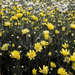 Sea of Argyranthemums