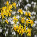 White Wild Flowers