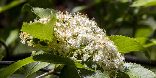 Small Flowers