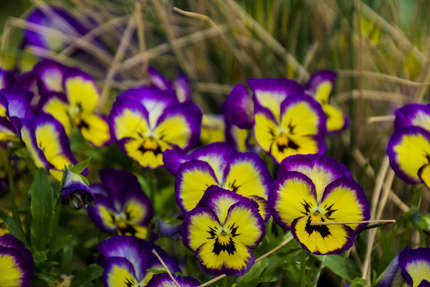 Lions of the Flowers