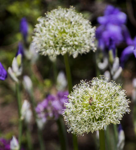 On the Puffball