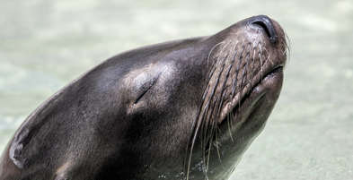 Sea Lion