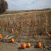 Field of Pumpkins