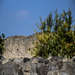 Pomegranate Trees