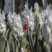 Lonely Red Flower