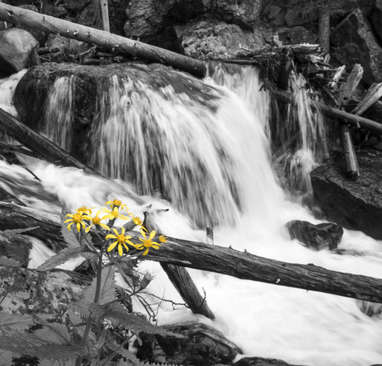 Wildflower at the Falls