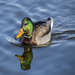 Mallard