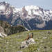 Marmot on the Rock