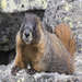 Hungry Marmot