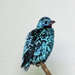 Cotinga