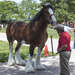 Budweiser Clydesdale