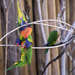 Lorikeet Fight