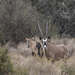 Oryx in the Wild