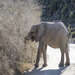 Smiling Elephant