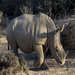 Male White Rhino