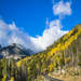 Autumn Aspens