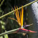 Birds of Paradise