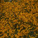 Sea of Marigolds