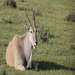 Bull Eland