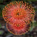 Leucospermum