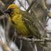 Cape Weaver