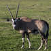 Gemsbok