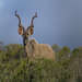 Male Kudu