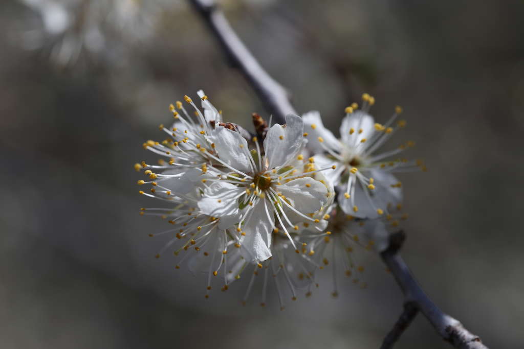 Blossoming