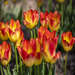 Spring Tulips