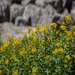 Yelow Wildflowers