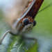 Butterfly Pavilion