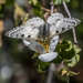 Paper Kite Moth