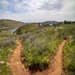 Fork In the Trail