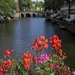 Flowers on the River