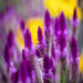 Yellow Blurred Daisies