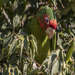 Monk Parakeet